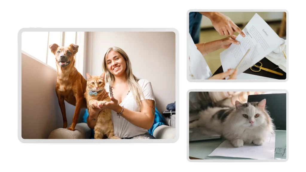 Luto por mascotas en Colombia: Ley 2466 de 2025 y licencia laboral